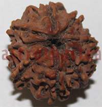 9 mukhi 27922 21.5mm